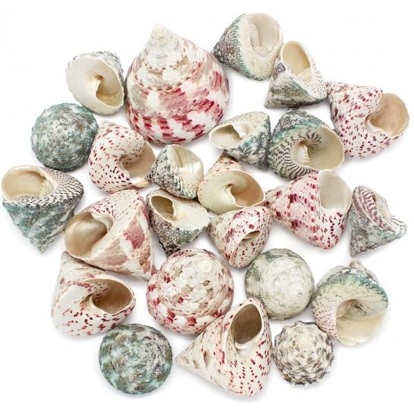 CONQUE DE MER À LA FRAISE TROCA