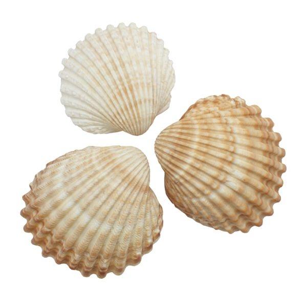 COQUILLAGES DE LA PARULINE