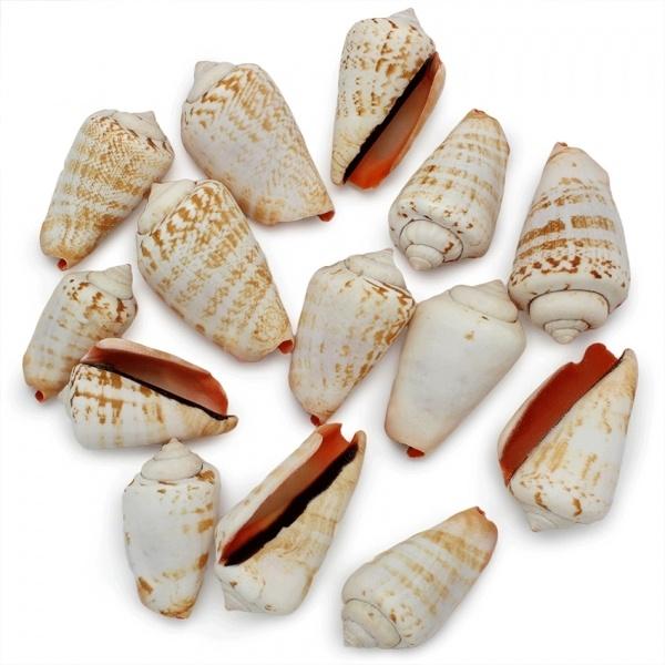 COQUILLAGES STROMBUS LUHUANUS