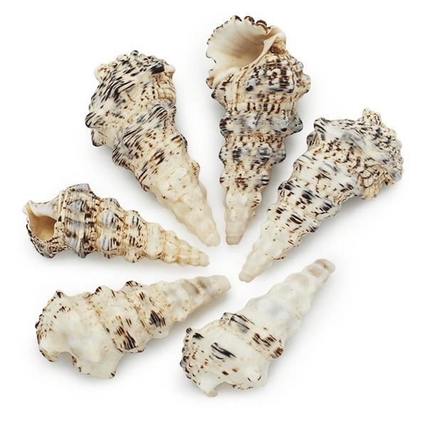 COQUILLES DE CONQUE CERITHIUM NODULOSUM