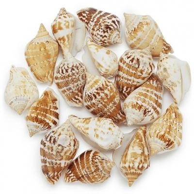 COQUILLES DE CONQUE MÉDITERRANÉENNE