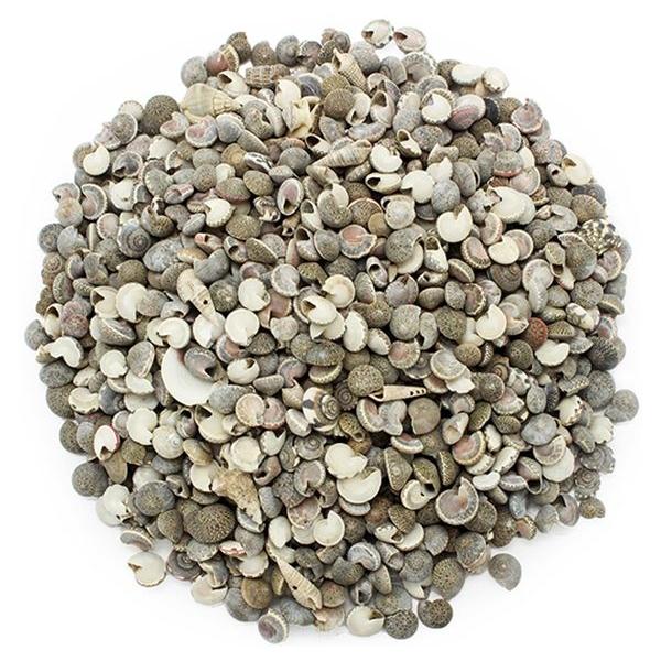 COQUILLES MINI OBBA NATICA BLACK