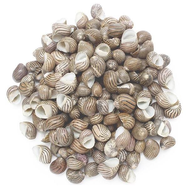 ESCARGOTS DE MER NERITAS