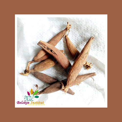 Graines De La Paix ou JUJUBE AFRICAINE