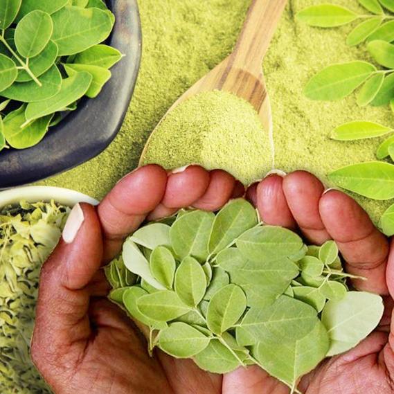 Moringa feuilles - HERBE